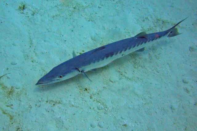  Cozumel Sea 